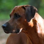 atum2009 12