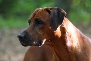 atum2009 12